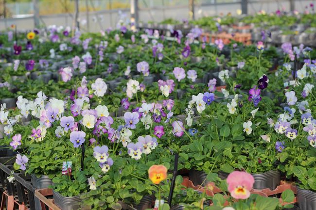 とよた花菜工房