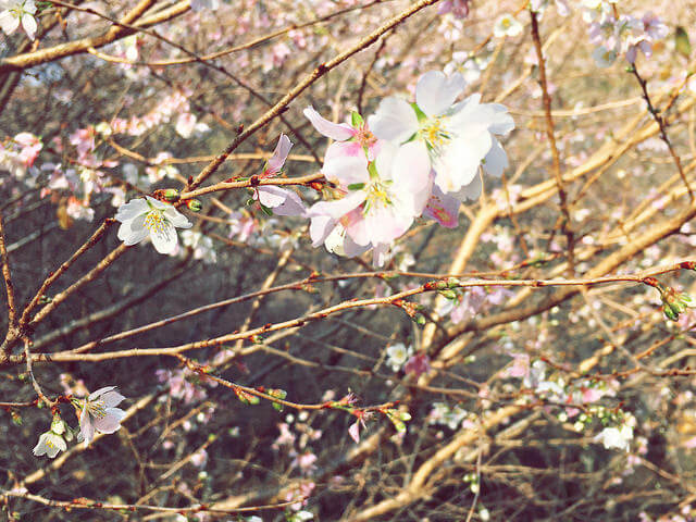 小原村、四季咲き桜
