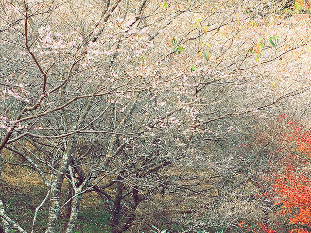 小原村、四季桜