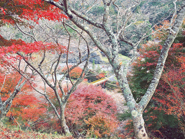 小原村、四季咲き桜、紅葉