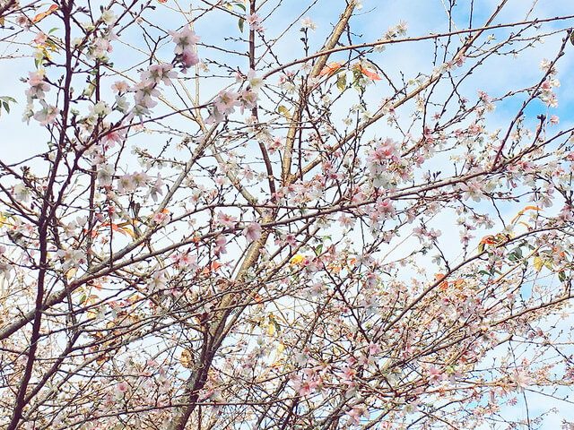 小原村、四季咲き桜