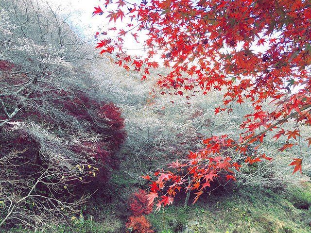 小原村、四季咲き桜、紅葉